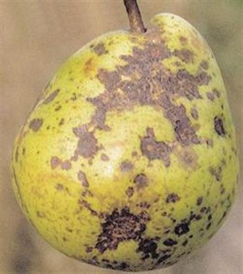 لکه سیاه گلابی